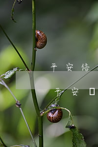 平安信用卡起訴了開庭人沒去什么后果-被平安銀行信用卡起訴了,不去應(yīng)訴會(huì)怎樣