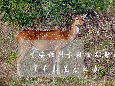 平安信用卡超逾期四天(平安银行逾期四个月了,不知道怎么办?)