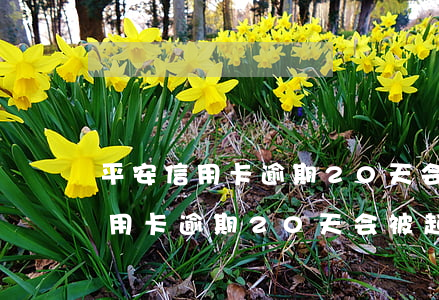 平安信用卡逾期20天会被起诉吗-平安信用卡逾期20天会被起诉吗知乎