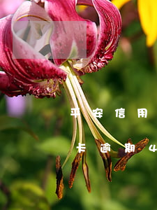 平安信用卡逾期4个月了还能用吗（平安信用卡逾期4个月了）