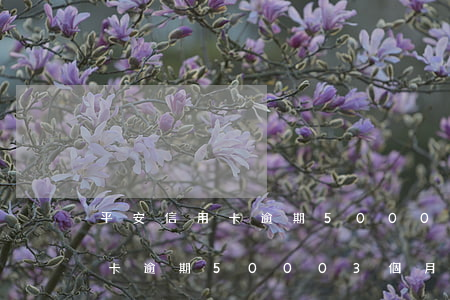 平安信用卡逾期50003個月-平安信用卡逾期50003個月利息多少