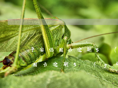 平安信用卡逾期5個(gè)月催收(平安信用卡逾期5個(gè)月催收)