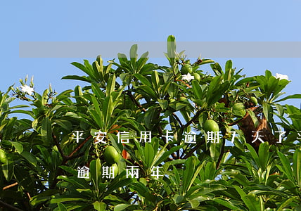 平安信用卡逾期7天了(平安銀行信用卡1萬逾期兩年)