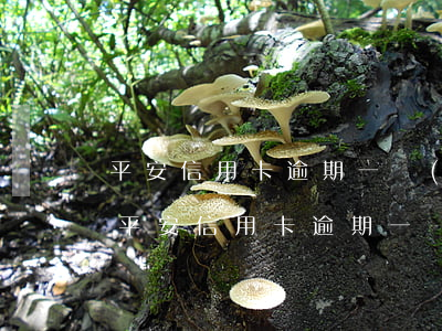 平安信用卡逾期一個(gè)月暴力催收-平安信用卡逾期一個(gè)月暴力催收怎么辦