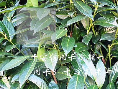 平安信用卡逾期一個(gè)月還款(平安信用卡3千逾期半年)