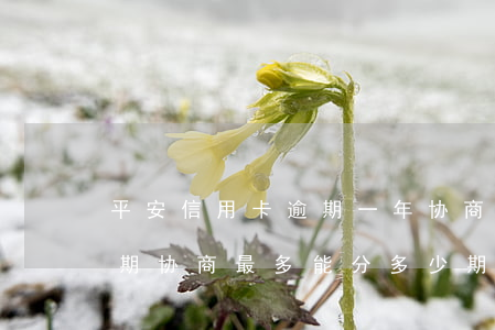 平安信用卡逾期一年协商分期-平安银行逾期协商最多能分多少期还款
