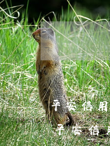 平安信用卡逾期一年多會(huì)拘留嗎(平安信用卡逾期一年多會(huì)拘留嗎)