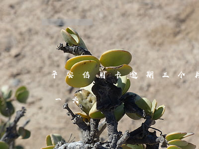 平安信用卡逾期三个月催款(平安信用卡 逾期一天)