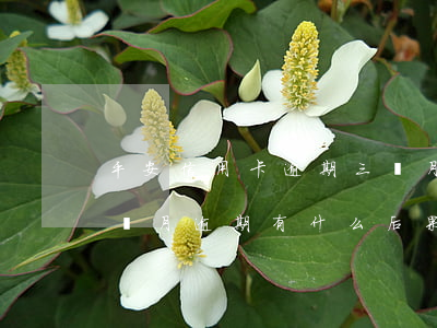 平安信用卡逾期三個月沒還上(平安信用卡3個月逾期有什么后果是什么)