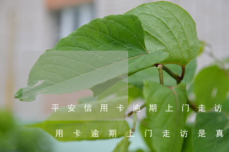 平安信用卡逾期上门走访是真的吗-平安信用卡逾期上门走访是真的吗吗