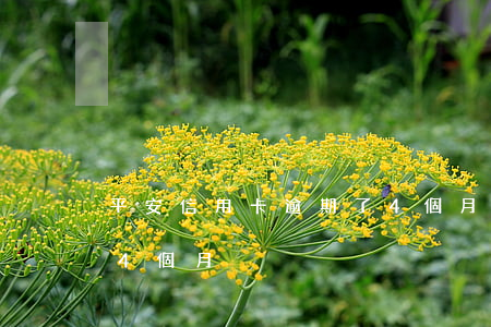 平安信用卡逾期了4個月(平安信用卡逾期了4個月)