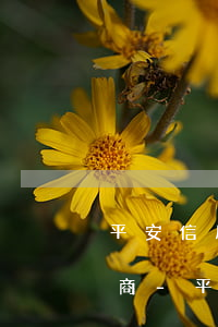 平安信用卡逾期了打哪個電話協(xié)商-平安信用卡逾期了打哪個電話協(xié)商還款