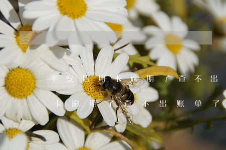平安信用卡逾期了查不出账单了-平安信用卡逾期了查不出账单了怎么办