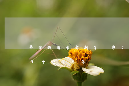 平安信用卡逾期了異常了怎么辦(平安信用卡3千逾期半年)