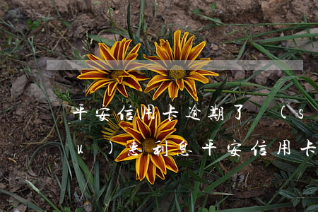 平安信用卡逾期了說(shuō)優(yōu)惠利息(平安信用卡逾期了說(shuō)優(yōu)惠利息是真的嗎)