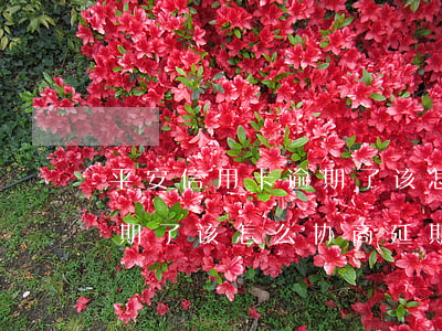 平安信用卡逾期了该怎么协商(平安信用卡逾期了该怎么协商延期还款)
