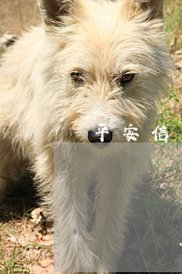 平安信用卡逾期会降低额度吗