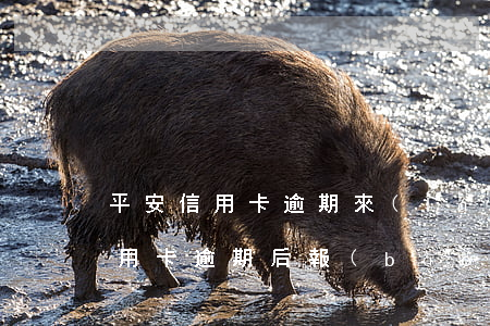 平安信用卡逾期來(lái)家里了(平安信用卡逾期后報(bào)警)