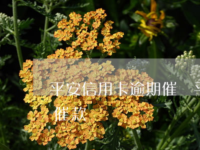 平安信用卡逾期催債(平安銀行信用卡021催款)