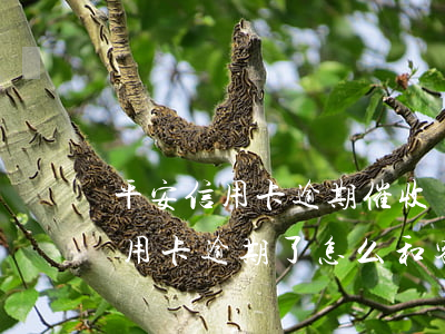 平安信用卡逾期催收協(xié)商(平安信用卡逾期了怎么和客服溝通協(xié)商)