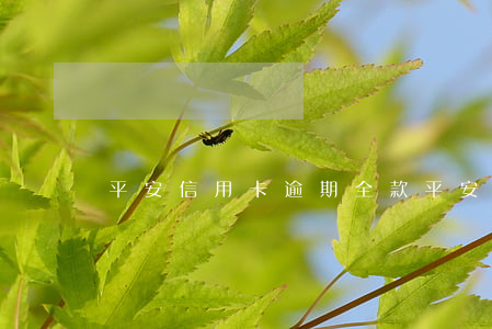 平安信用卡逾期全款(平安信用卡逾期全款)