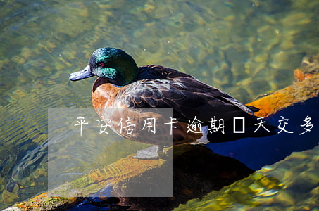 平安信用卡逾期兩天交多少(平安逾期三天)