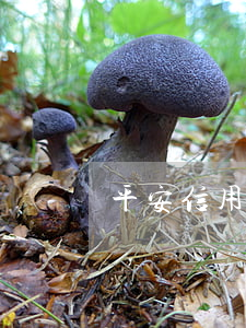 平安信用卡逾期八千起訴我了怎么辦