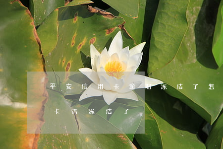 平安信用卡逾期冻结了怎么解冻(平安信贷说卡错冻结了)