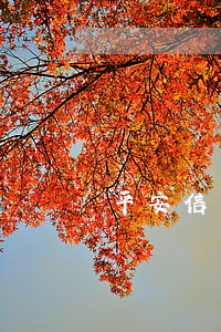 平安信用卡逾期凍結(jié)圖片