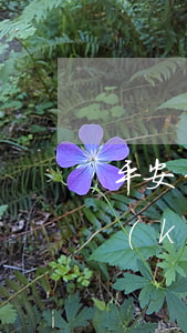 平安信用卡逾期凍結(jié)還完能解開(kāi)嗎-平安信用卡逾期凍結(jié)還完能解開(kāi)嗎安全嗎