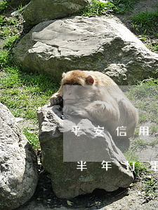 平安信用卡逾期報案說要上門(平安信用逾期半年打電話說報案)