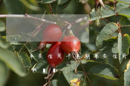 平安信用卡逾期(平安信用卡逾期一天征信有影響嗎)