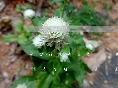 平安信用卡逾期幾個月會上門取證-平安信用卡逾期幾個月會上門取證嗎