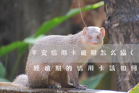 平安信用卡逾期怎么協(xié)商銀行 已經逾期的信用卡,該如何與銀行協(xié)商暫緩還款