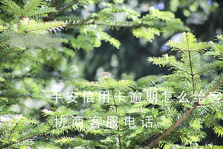 平安信用卡逾期怎么给客服沟通-平安逾期协商客服电话