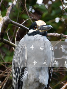 平安信用卡逾期怎么還款(中國平安銀行信用卡逾期怎么辦)