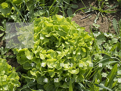 平安信用卡逾期會(huì)不會(huì)凍結(jié)賬戶(如何凍結(jié)平安信用卡)