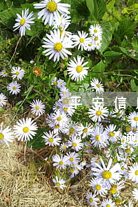 平安信用卡逾期會上門幾次(平安信用卡5000逾期會上門嗎平安)