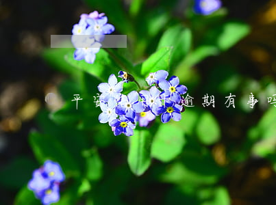 平安信用卡逾期有事吗