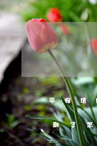 平安信用卡逾期沒還上(平安銀行信用貸款逾期了怎么辦又沒錢還)