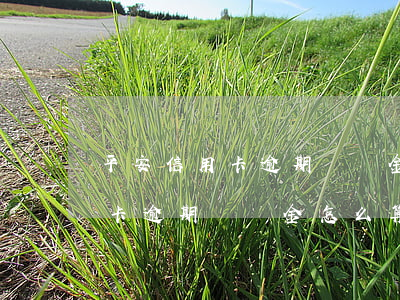 平安信用卡逾期滯納金怎么算6-平安信用卡逾期滯納金怎么算6個月