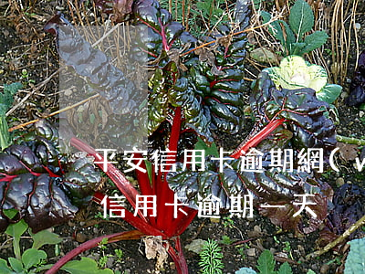 平安信用卡逾期網(wǎng)上通緝(平安信用卡 逾期一天)