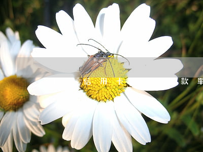 平安信用卡逾期繳款單(平安銀行信用卡 您近期已申請)