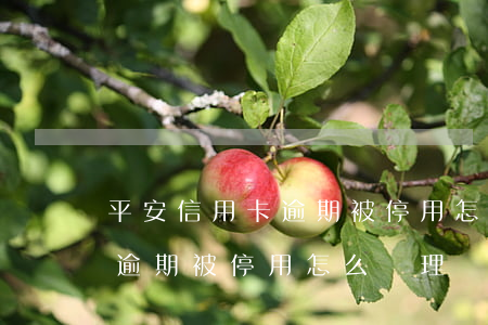 平安信用卡逾期被停用怎么辦-平安信用卡逾期被停用怎么辦理