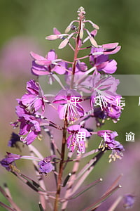 平安信用卡逾期被收取利息怎么辦-平安信用卡逾期被收取利息怎么辦理