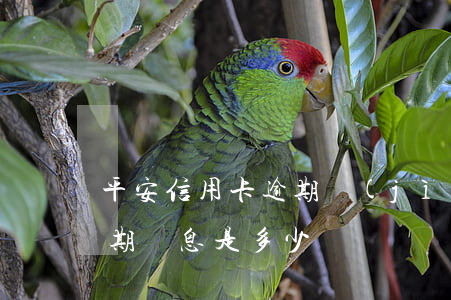 平安信用卡逾期計(jì)利息(平安銀行逾期罰息是多少)