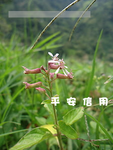平安信用卡逾期还能保平安车险不