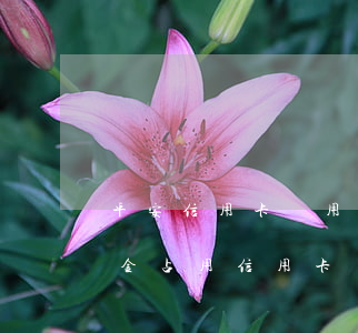 平安信用卡靈用金逾期上證信嗎-平安靈用金占用信用卡額度嗎
