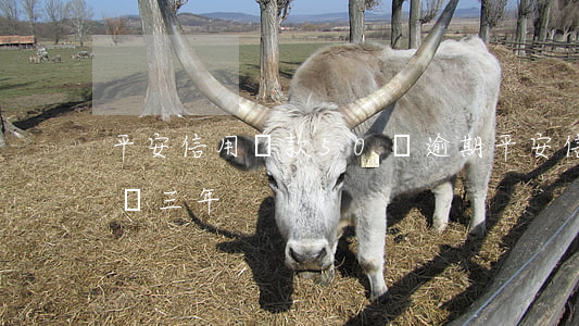 平安信用貸款50萬逾期(平安信用貸款50萬三年)