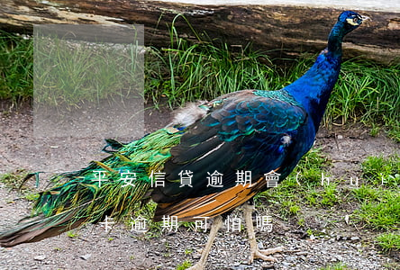 平安信貸逾期會(huì)怎么樣（平安信用卡逾期可怕嗎）